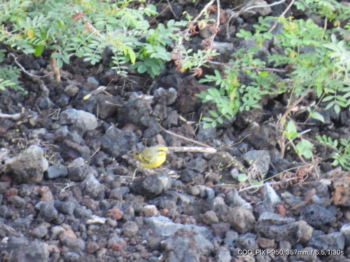 Yellow-fronted Canary - ML616057069
