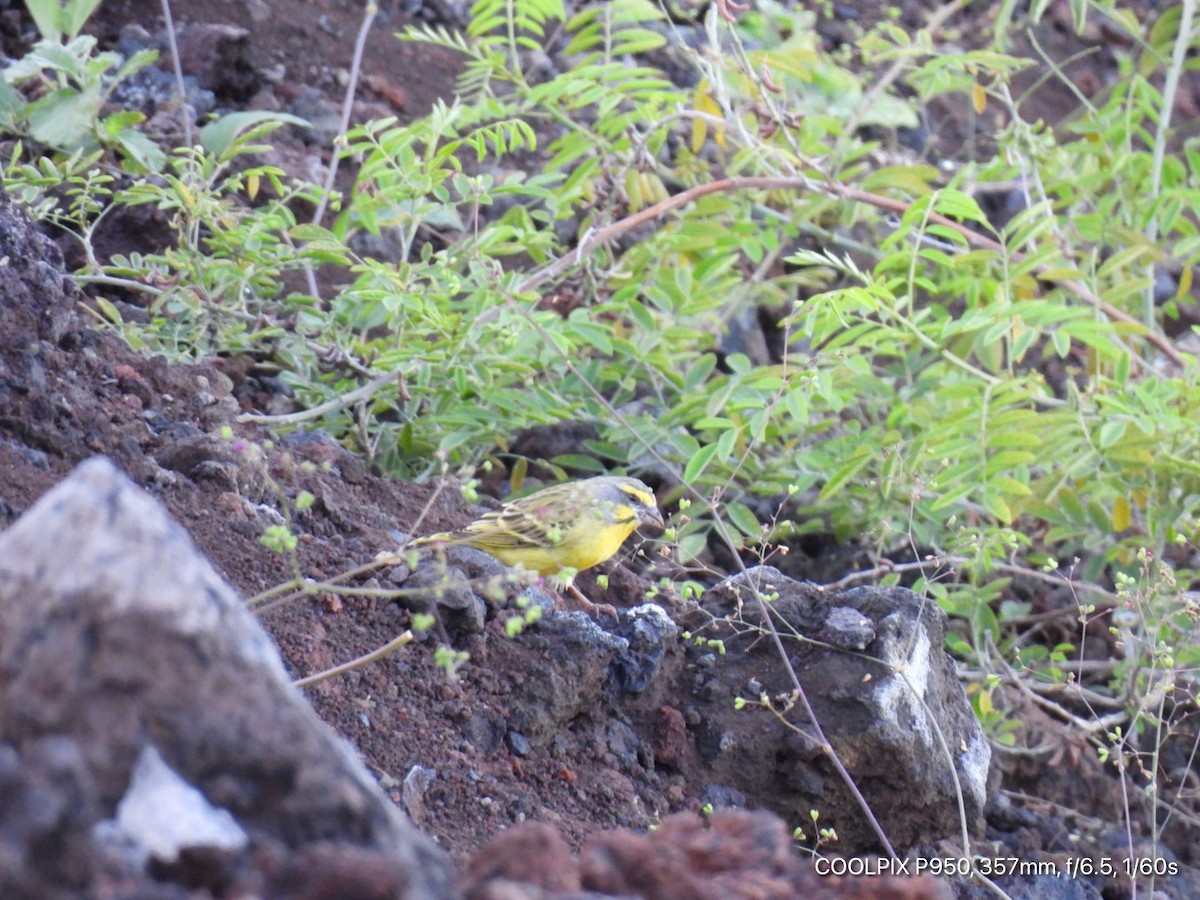 Yellow-fronted Canary - ML616057070