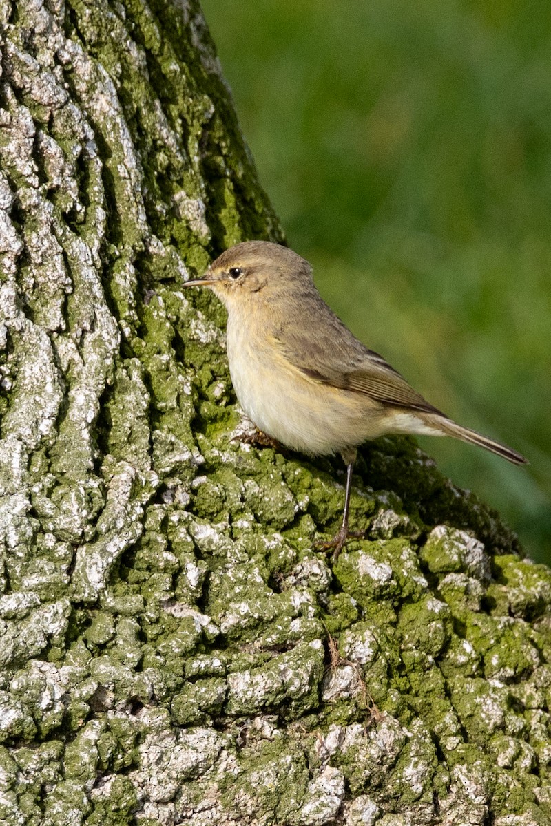 Common Chiffchaff - Jeffrey Mann