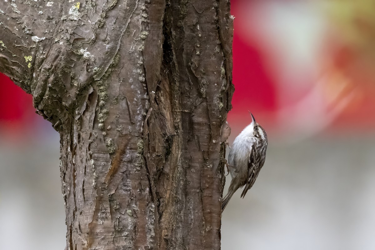 Short-toed Treecreeper - Jeffrey Mann