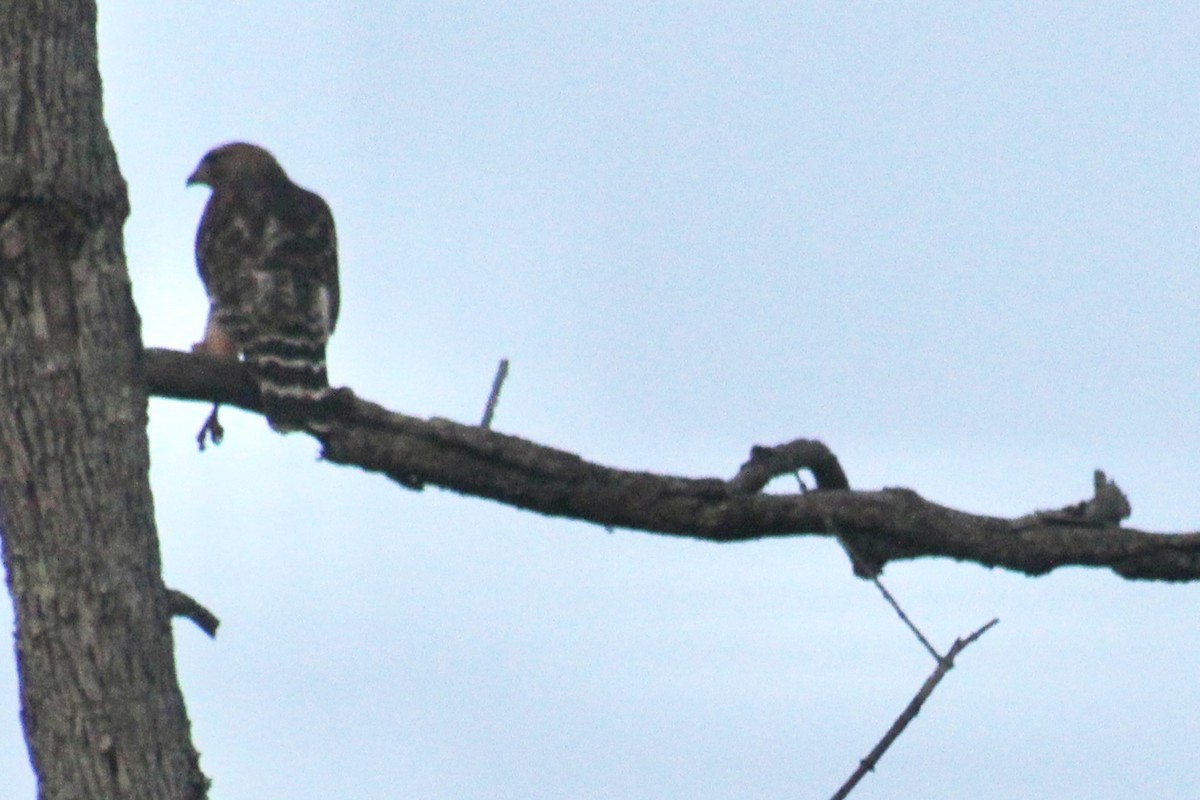 Red-shouldered Hawk - ML616057112
