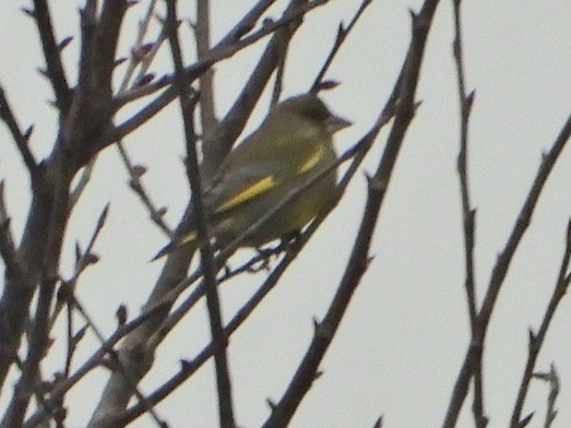 European Greenfinch - ML616057183