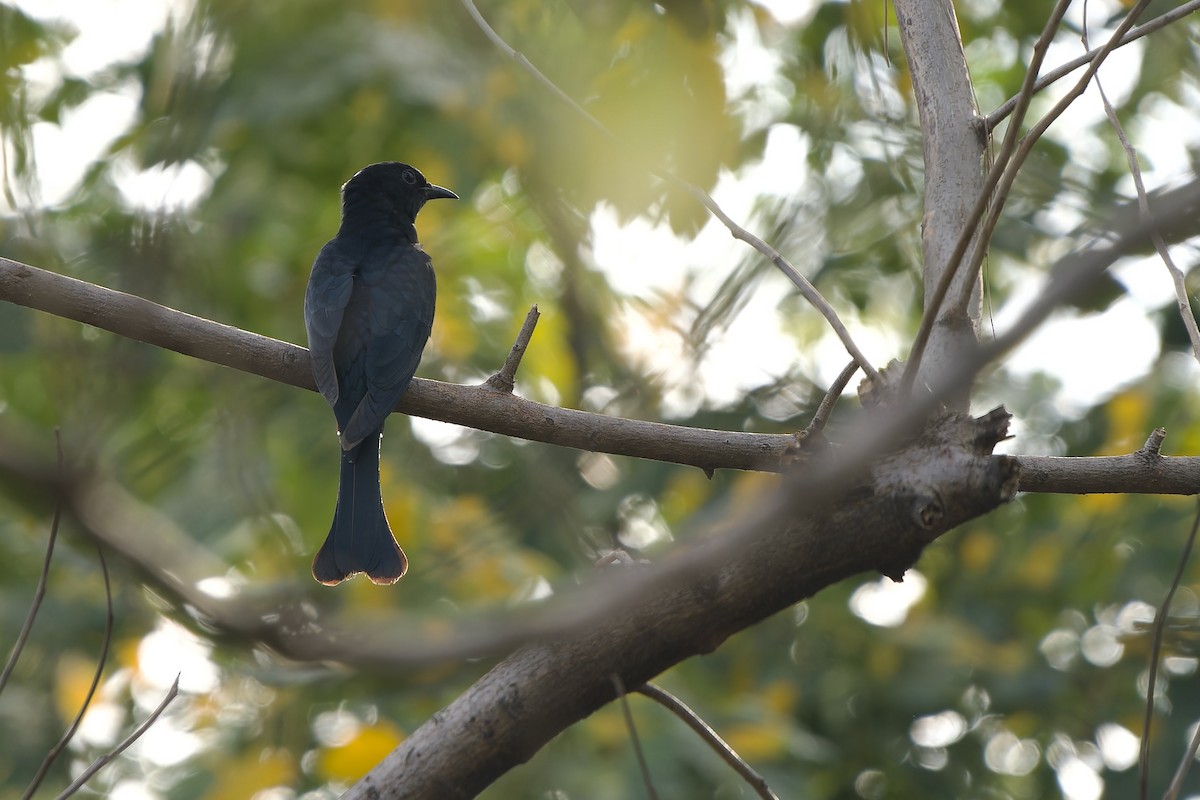 Square-tailed Drongo-Cuckoo - ML616057244