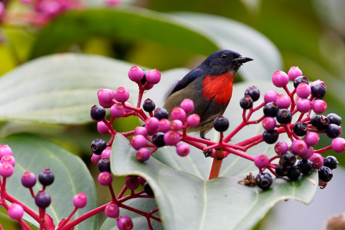 Black-sided Flowerpecker - ML616057248