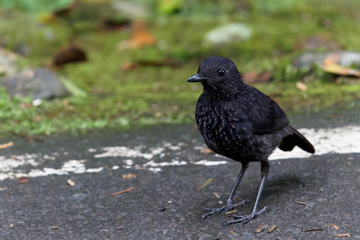 Bornean Whistling-Thrush - ML616057257