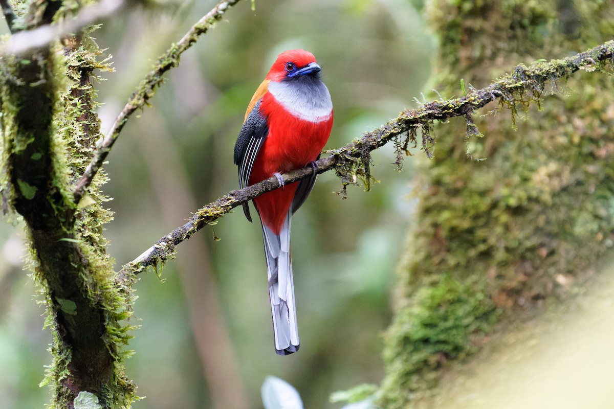 Whitehead's Trogon - ML616057266