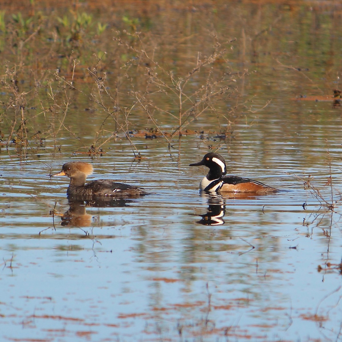 Hooded Merganser - ML616057278