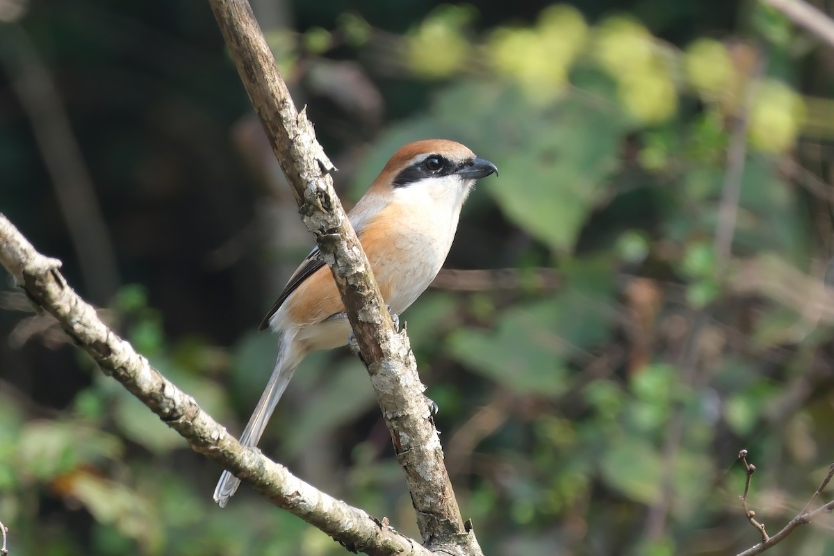 Bull-headed Shrike - ML616057293