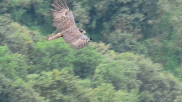 Águila Milana - ML616057356