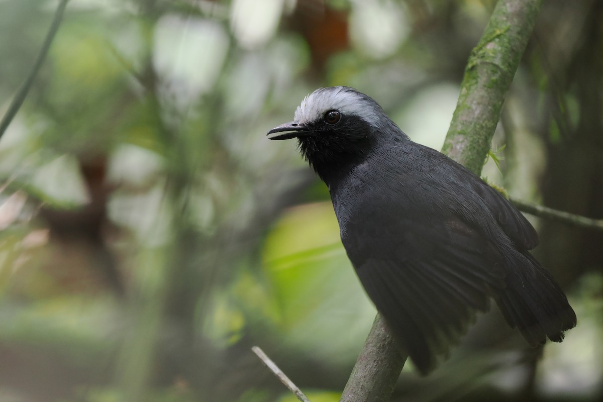 White-browed Antbird - ML616057366