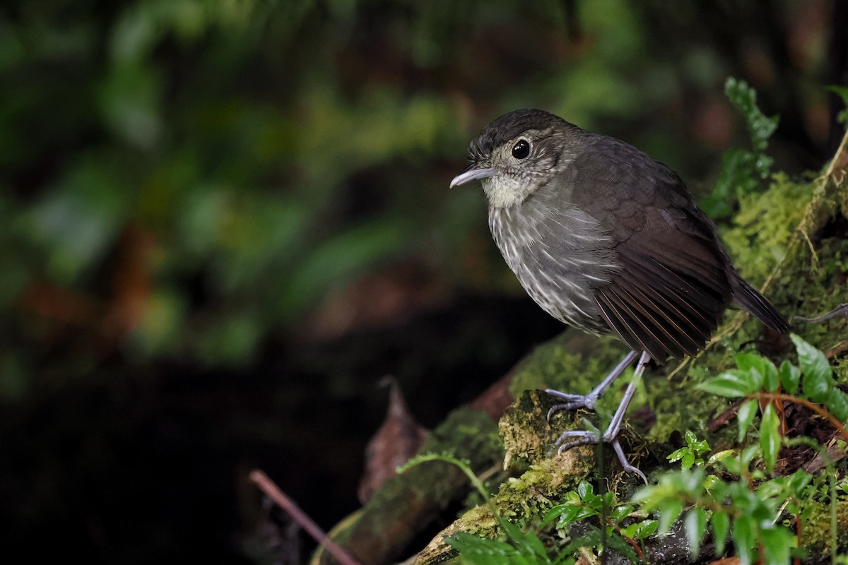 Cundinamarca Antpitta - Phil Chaon