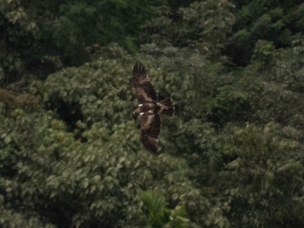 Booted Eagle - shyamkumar puravankara