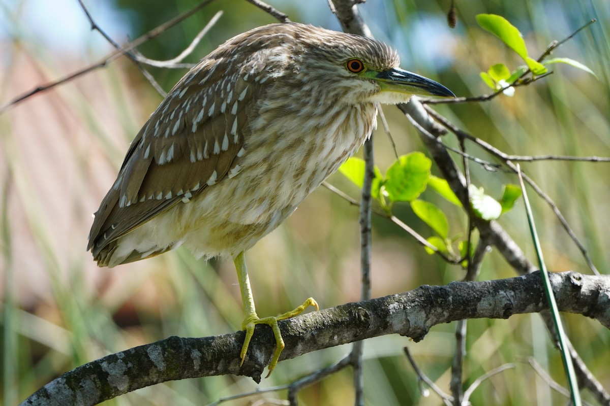 Black-crowned Night Heron - ML616057383