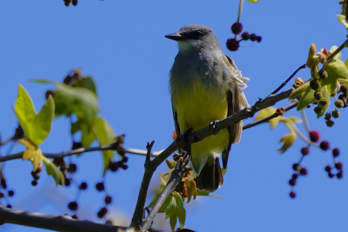 Cassin's Kingbird - ML616057402