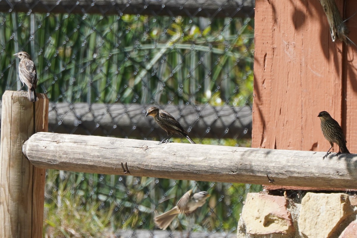 Red-winged Blackbird - Dawn Hovey