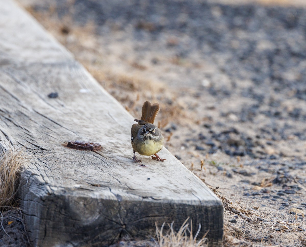 White-browed Scrubwren - ML616057421