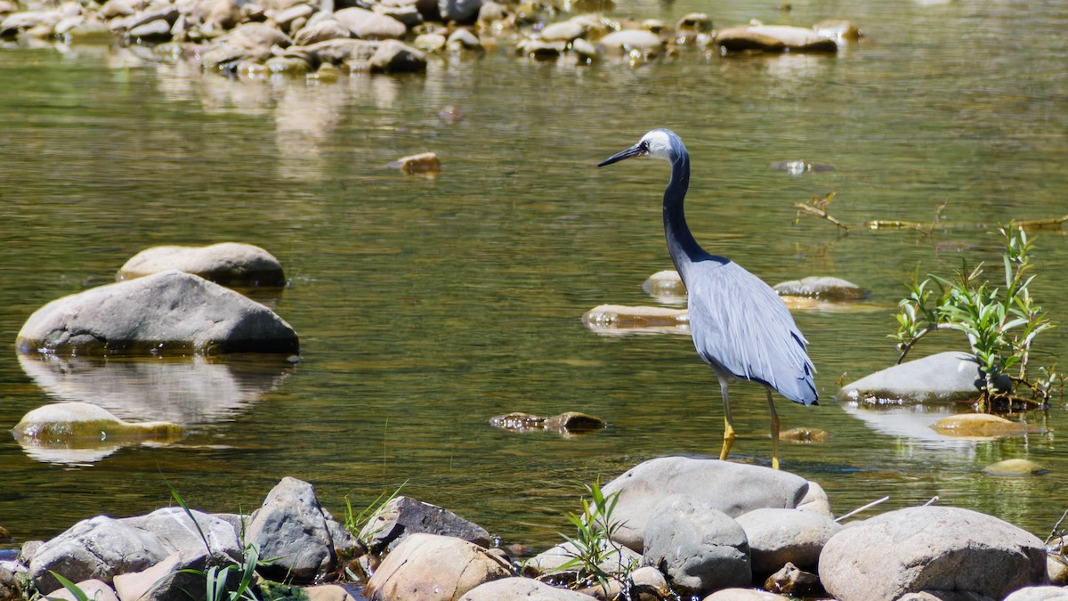 White-faced Heron - ML616057448