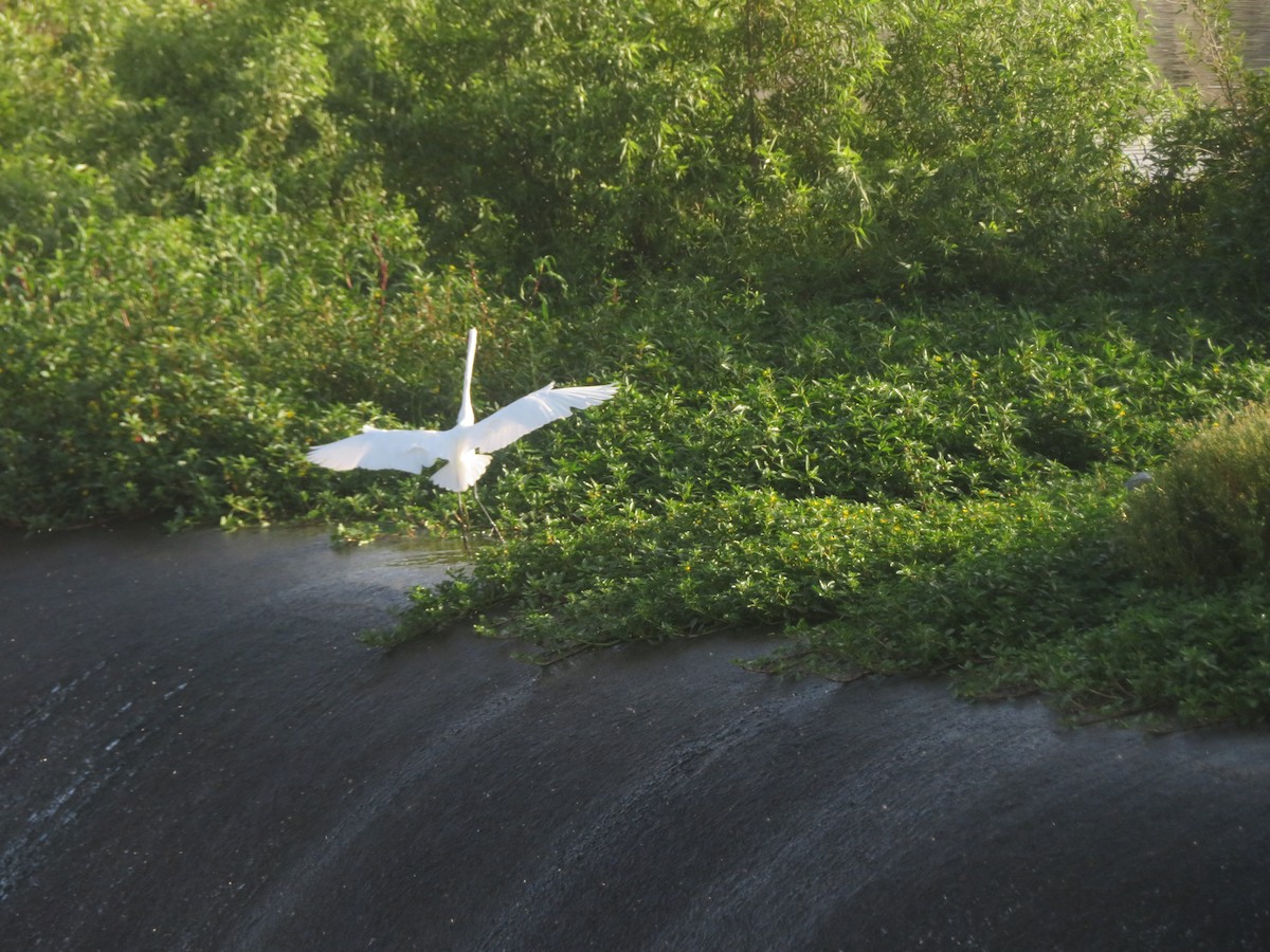 Great Egret - ML616057460