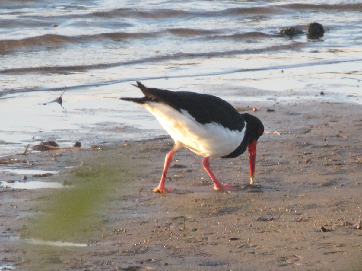 Pied Oystercatcher - ML616057498