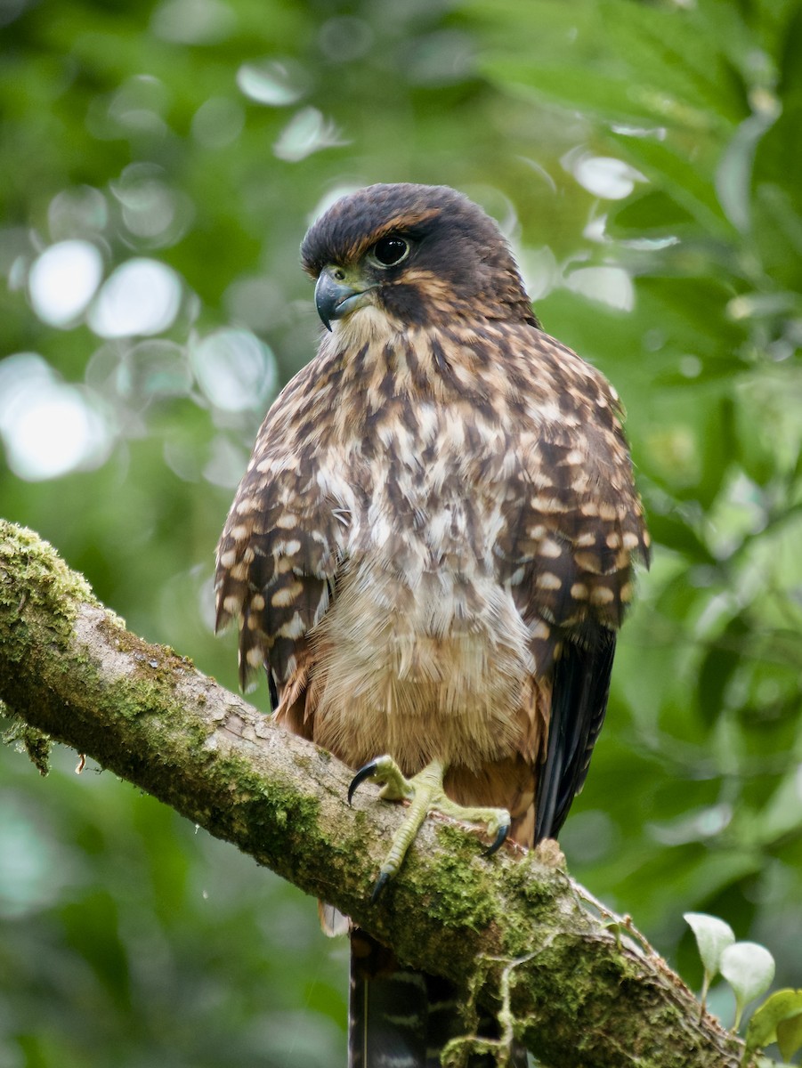 New Zealand Falcon - Hamish Johnston