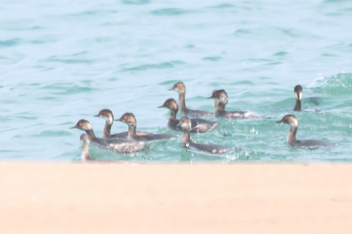 Eared Grebe - ML616057528