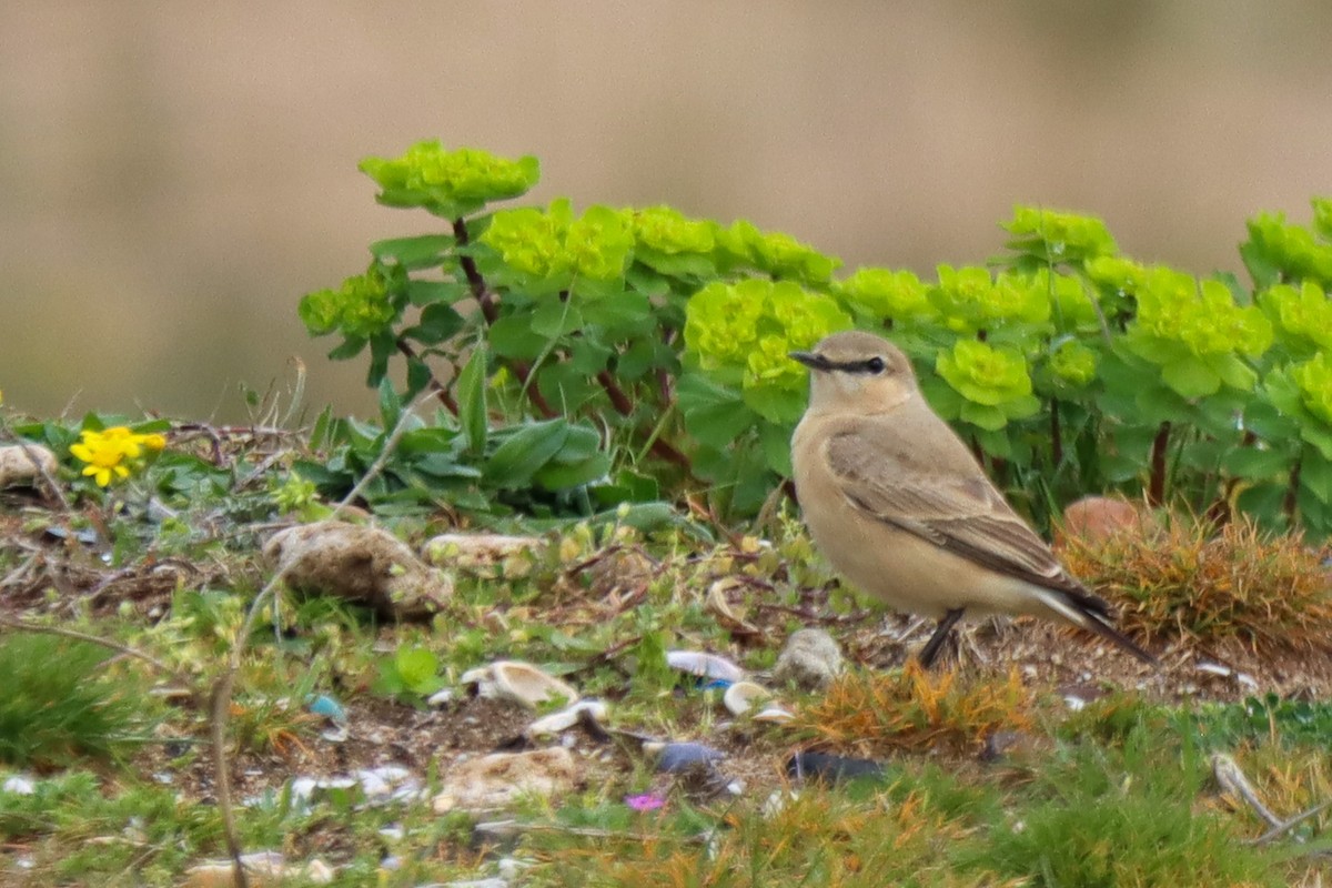 Isabelline Wheatear - ML616057587