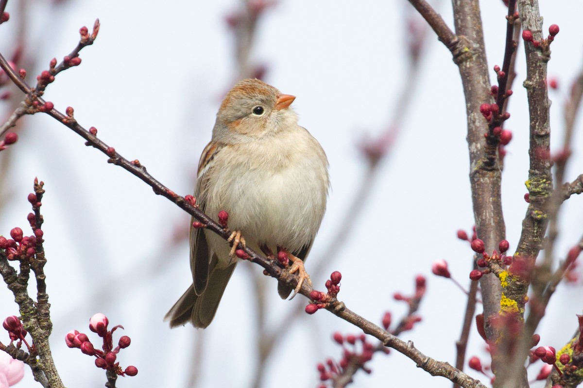 Field Sparrow - ML616057592