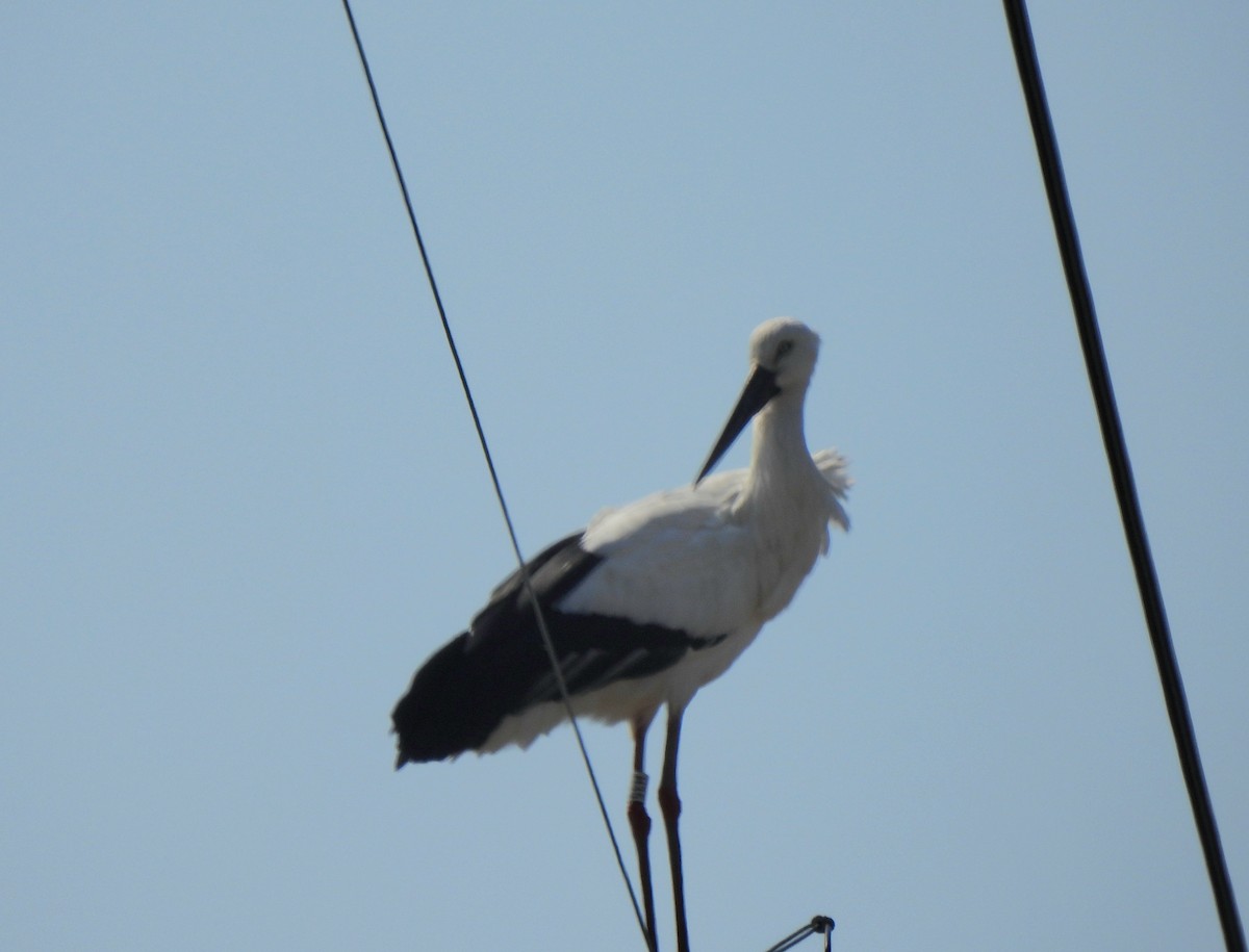 Oriental Stork - ML616057594