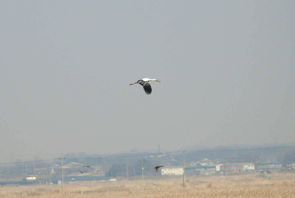 Oriental Stork - ML616057595