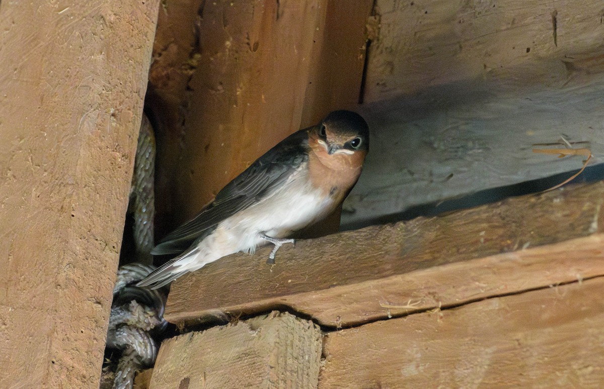 Welcome Swallow - ML616057605