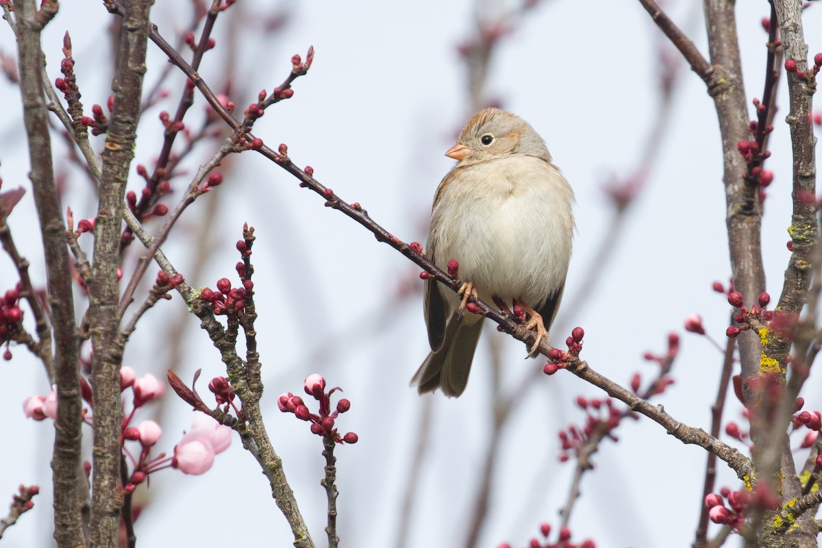 Field Sparrow - ML616057608