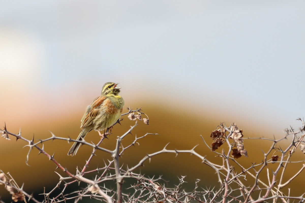 Cirl Bunting - ML616057617