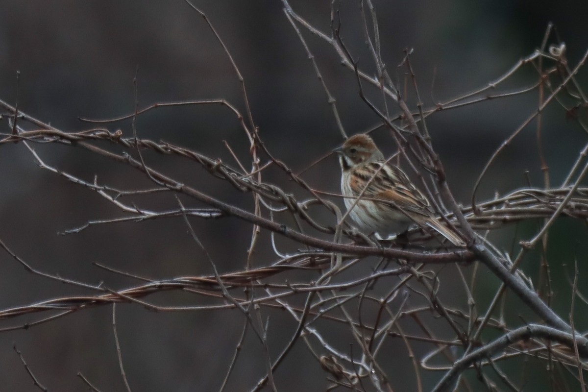 Reed Bunting - ML616057621