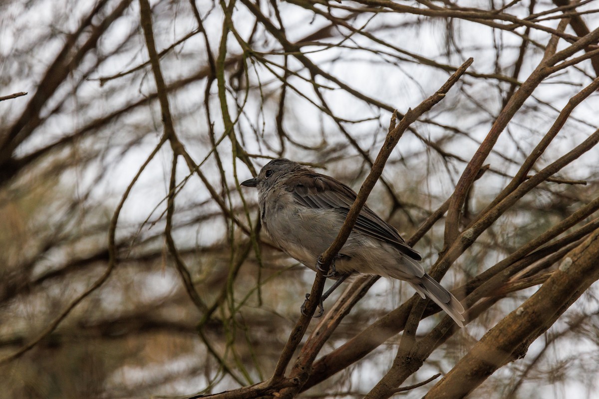 Gray Shrikethrush - ML616057647