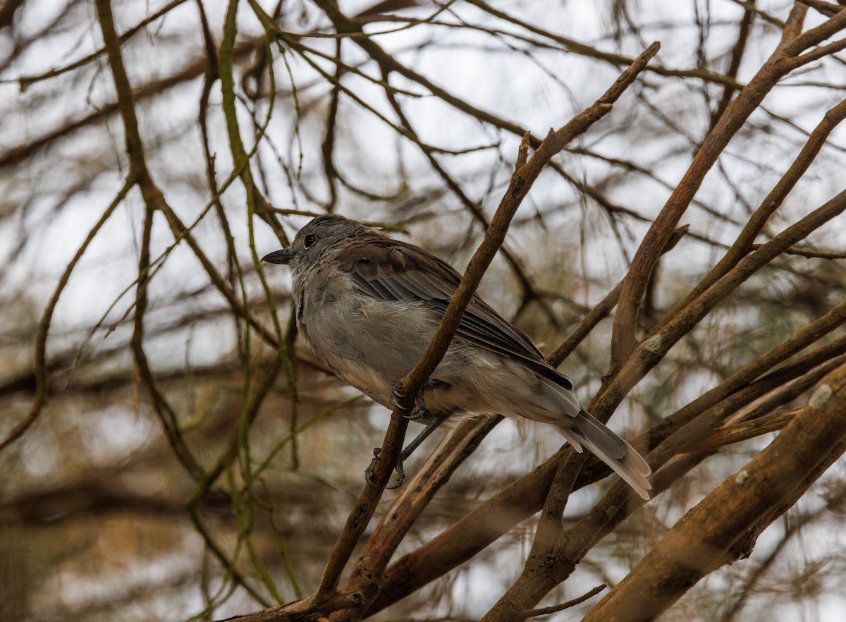 Gray Shrikethrush - ML616057648