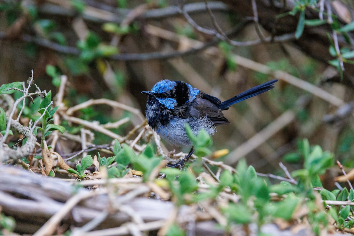 Superb Fairywren - ML616057649