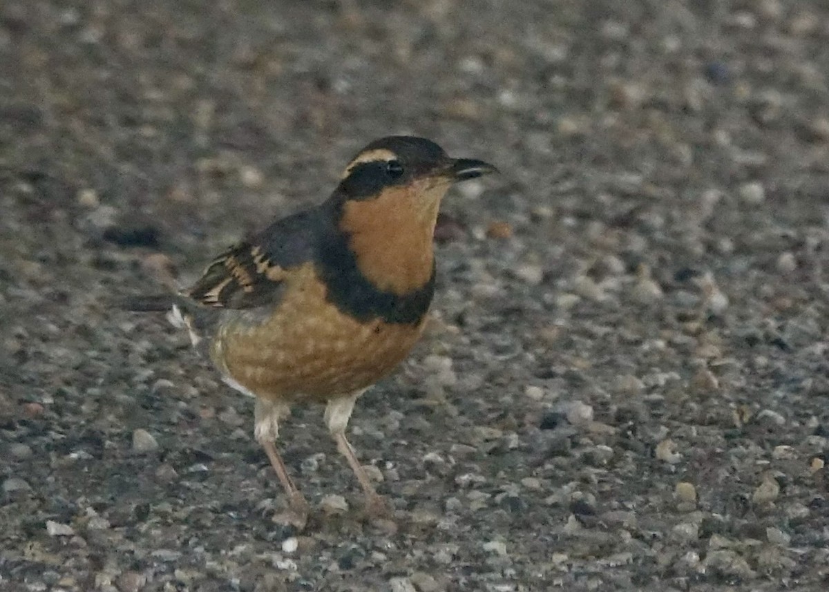 Varied Thrush - ML616057703