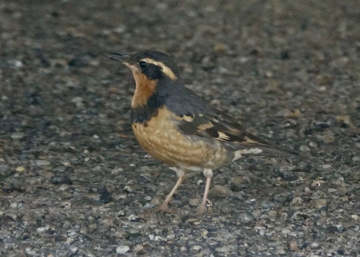 Varied Thrush - ML616057704