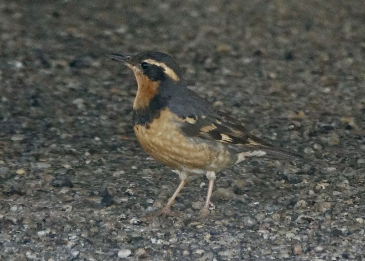 Varied Thrush - ML616057704