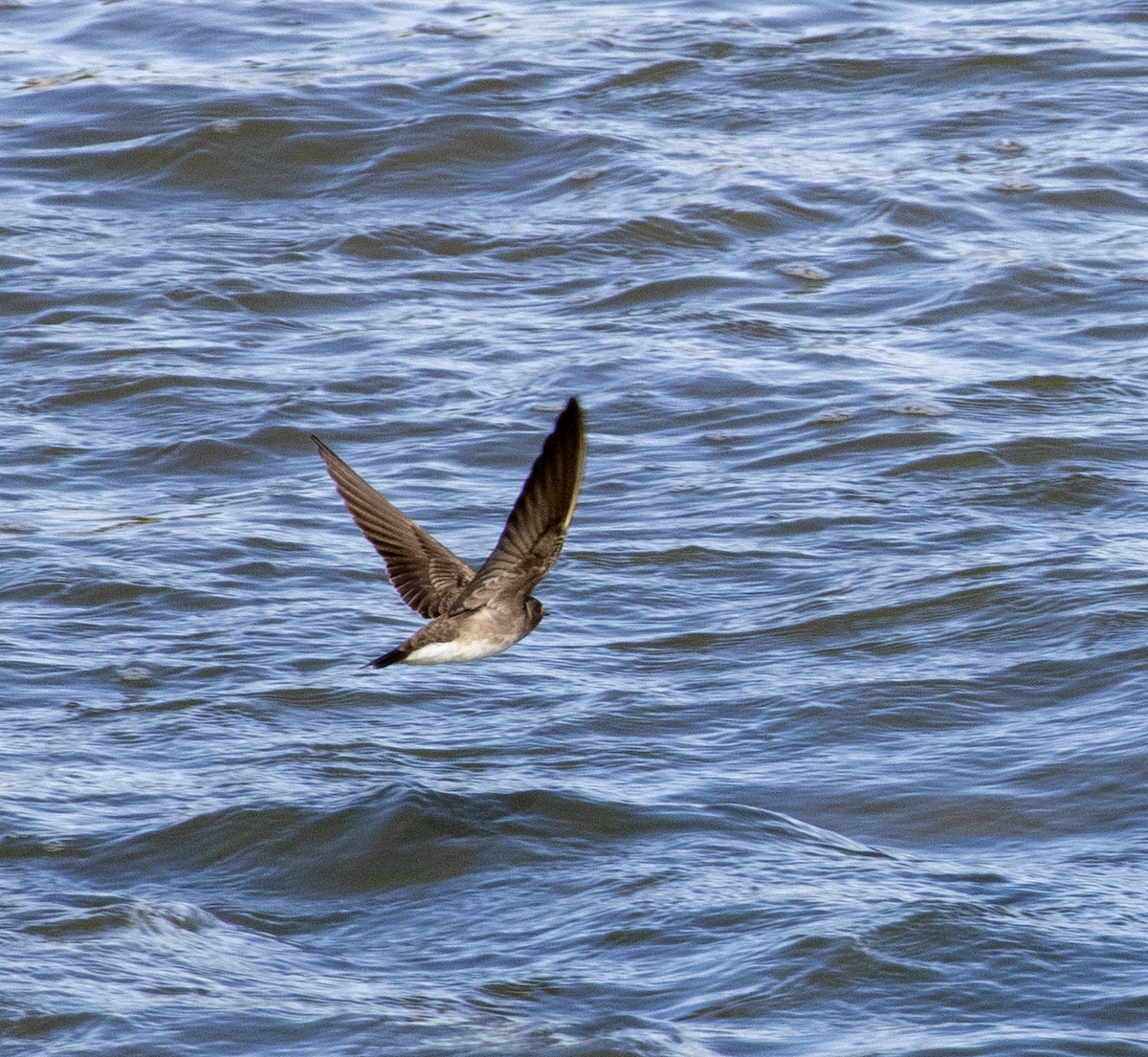 Northern Rough-winged Swallow - ML616057766