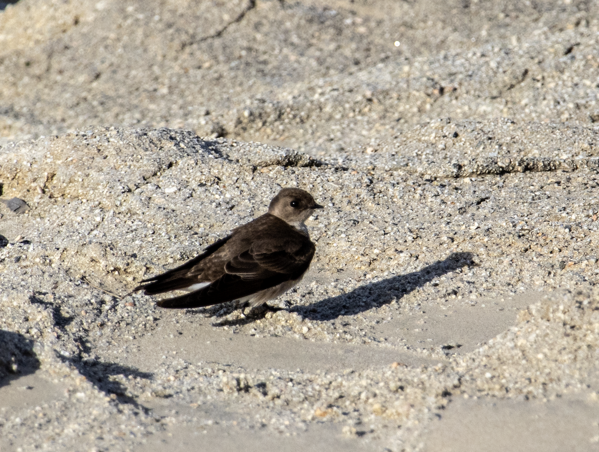 Northern Rough-winged Swallow - ML616057770