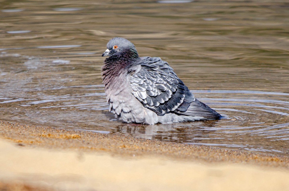 Rock Pigeon (Feral Pigeon) - ML616057821
