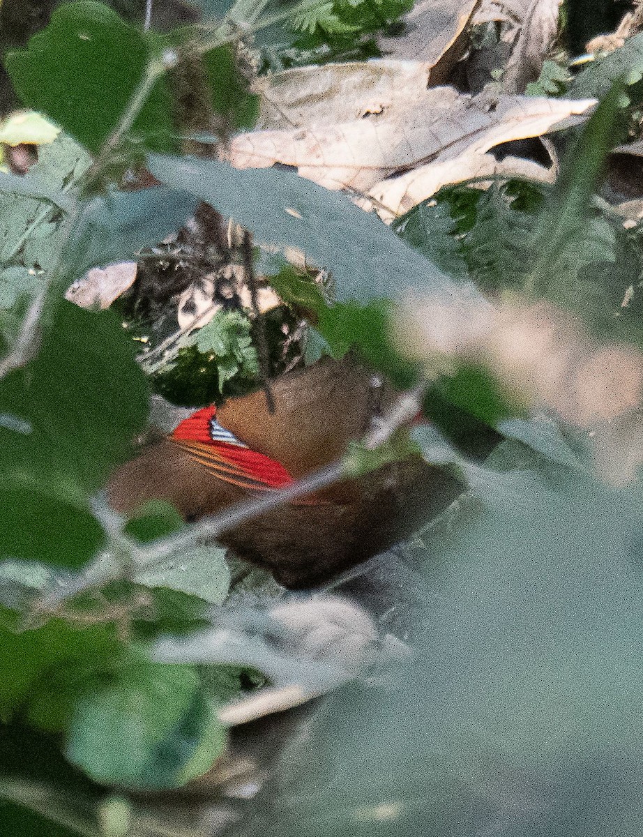 Red-faced Liocichla - ML616057830