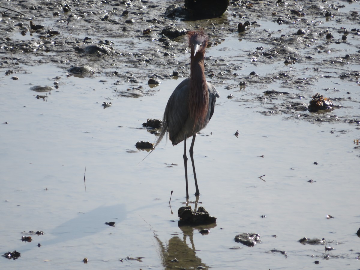 Reddish Egret - Aaron Jones