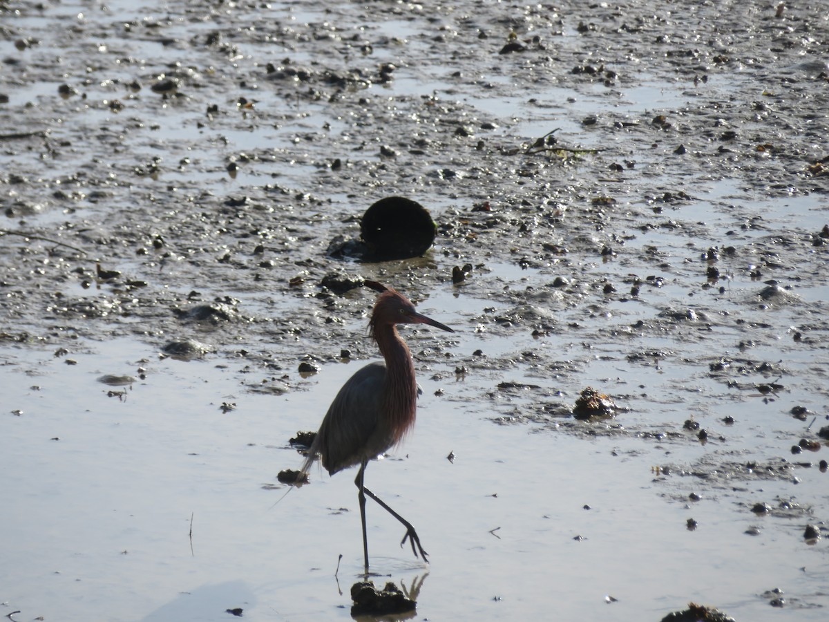 Reddish Egret - Aaron Jones