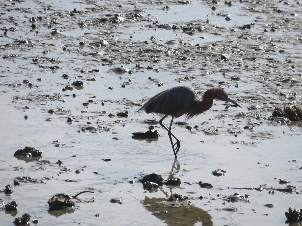 Reddish Egret - Aaron Jones