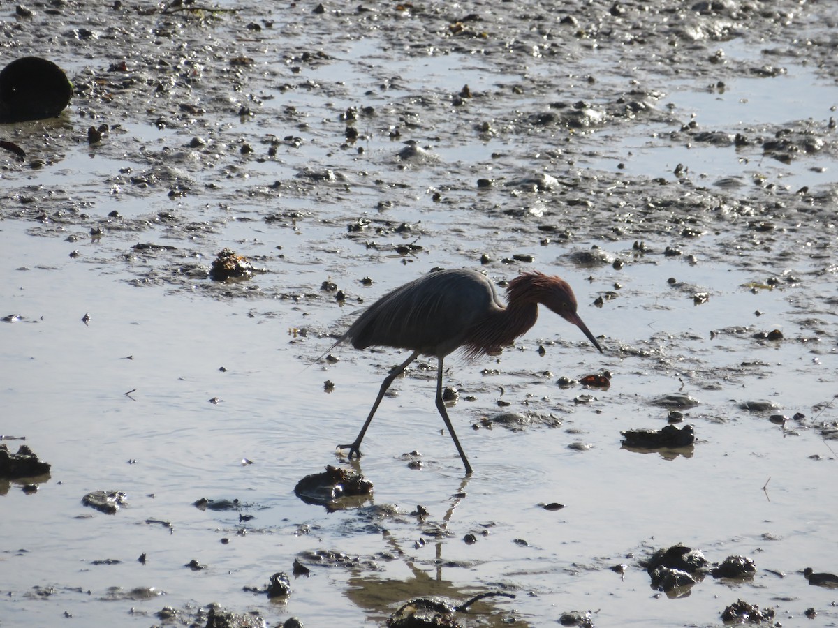 Reddish Egret - ML616057882