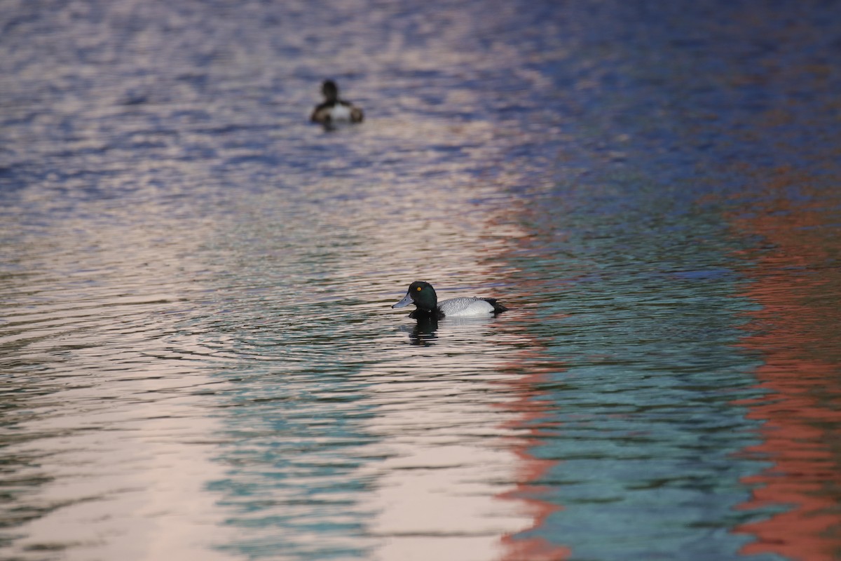 Greater Scaup - ML616057954