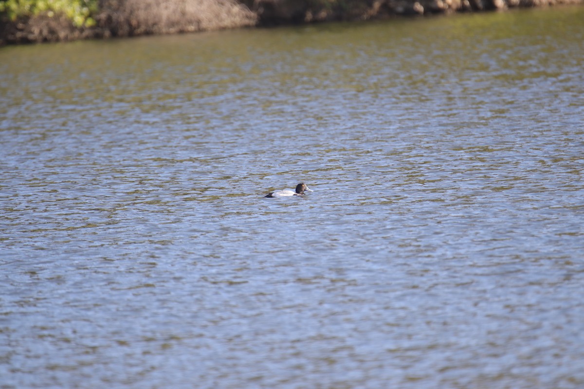 Greater Scaup - ML616057957