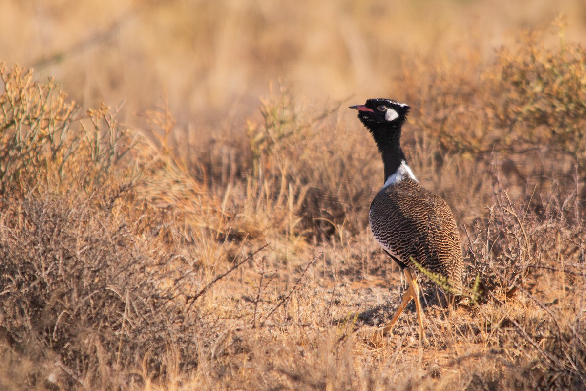 White-quilled Bustard - ML616057969